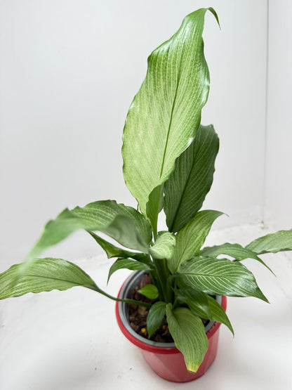 Peace Lily ‘Platinum Mist’ 130mm