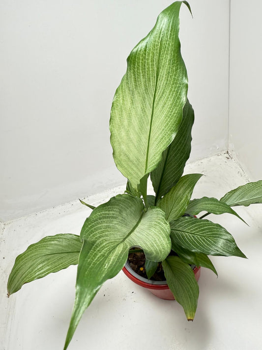 Peace Lily ‘Platinum Mist’ 130mm