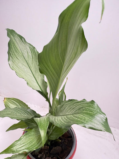 Peace Lily ‘Platinum Mist’ 130mm