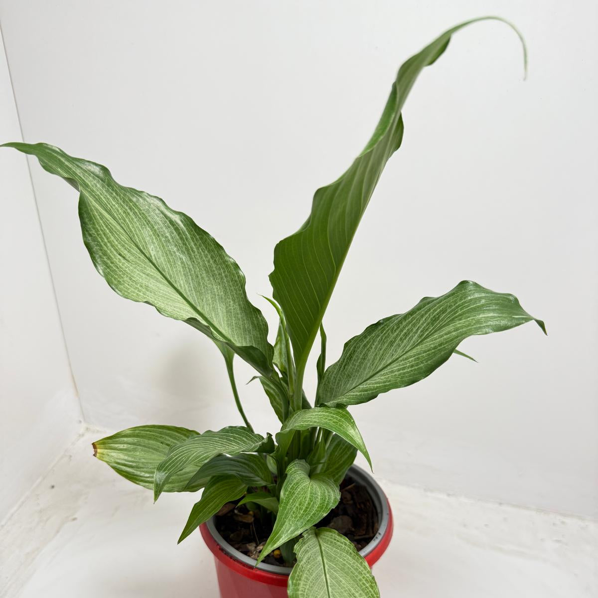 Peace Lily ‘Platinum Mist’ 130mm