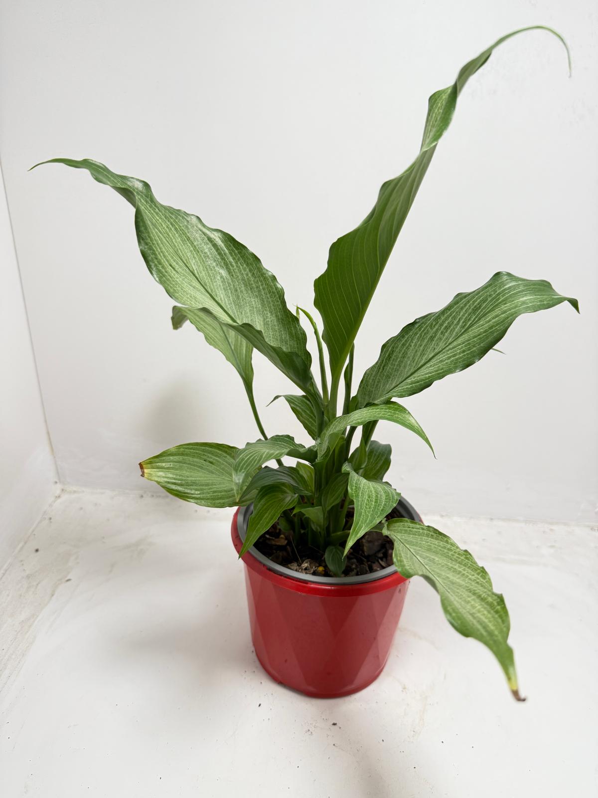 Peace Lily ‘Platinum Mist’ 130mm