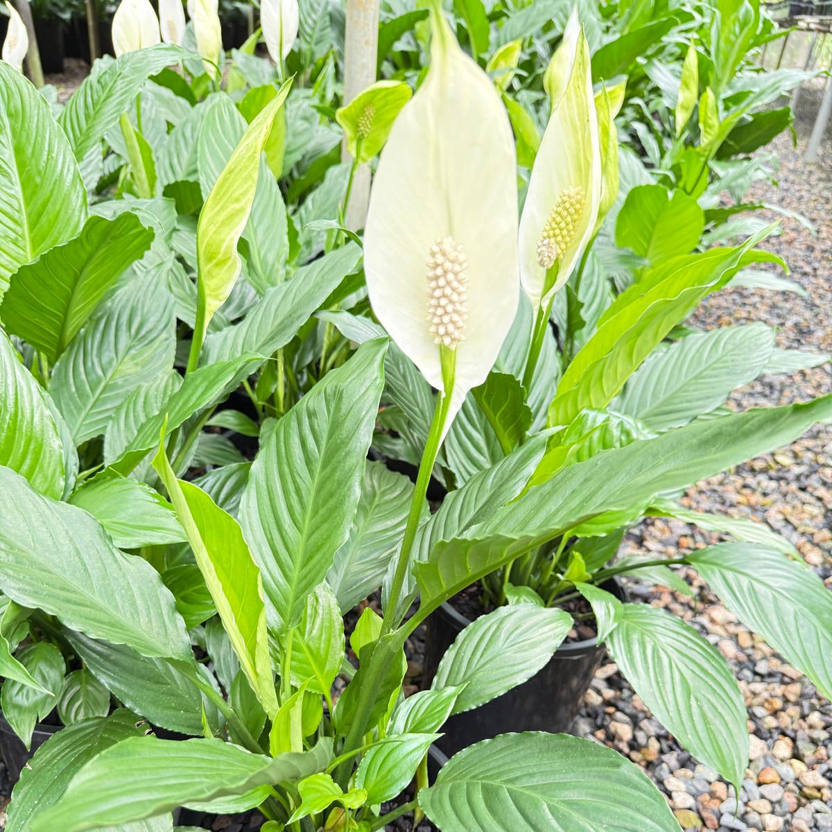Peace Lily ‘Sensation’ 130 mm
