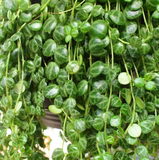 Peperomia Prostrata 'String of Turtles