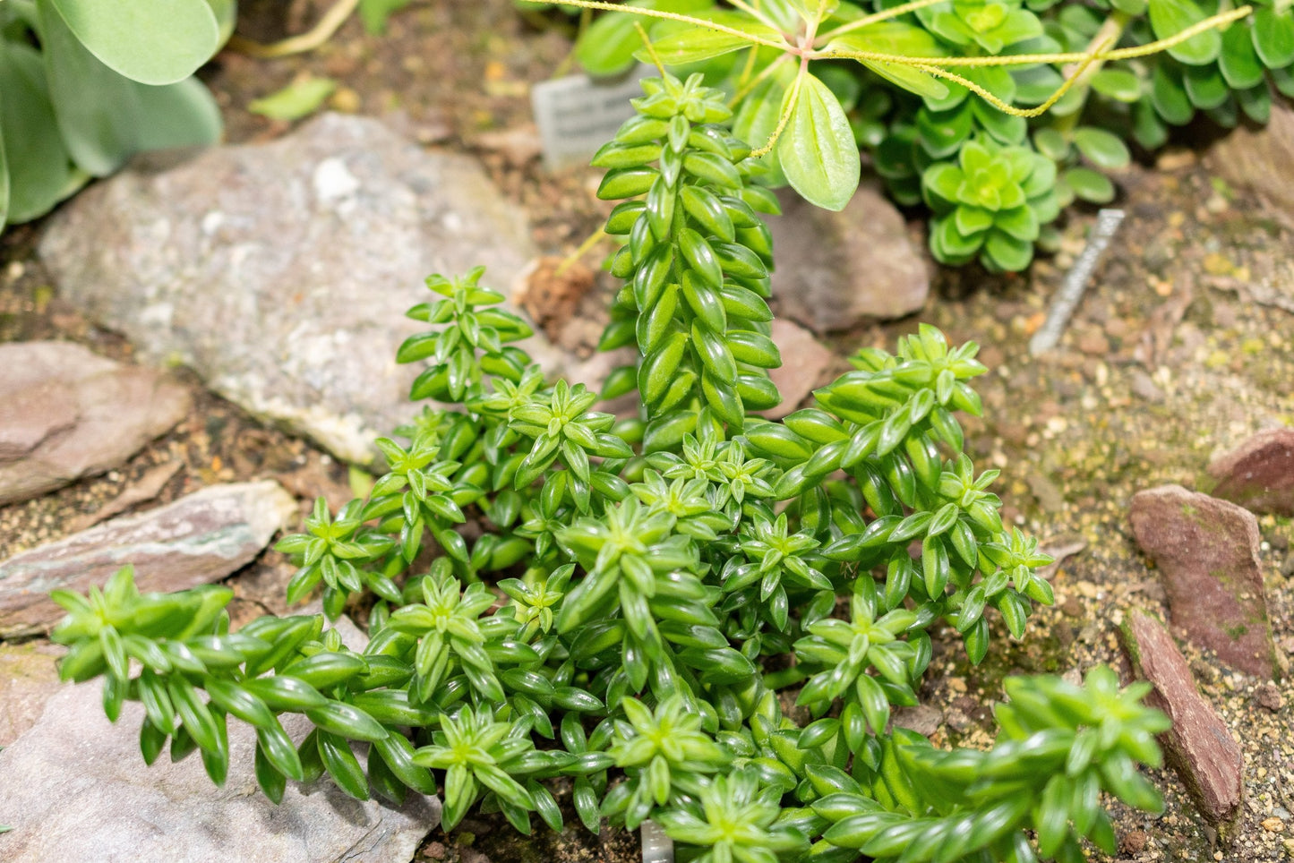 Peperomia Dolabriformis