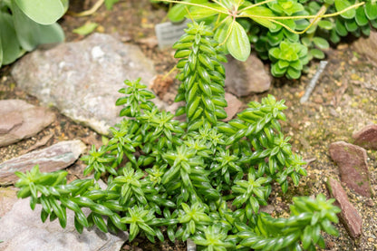 Peperomia Dolabriformis