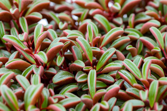 Peperomia Graveolens (Ruby Glow or Ruby Peperomia)