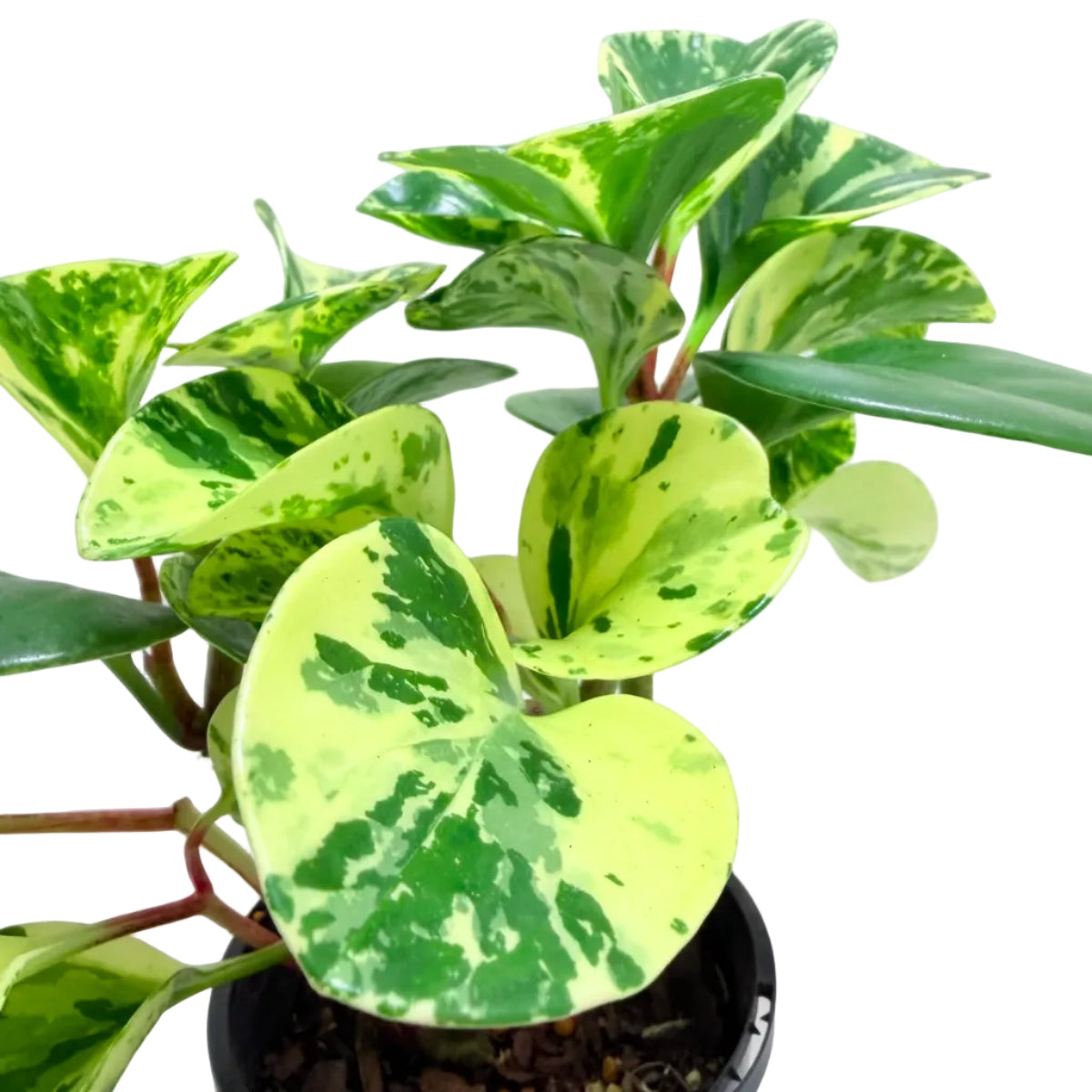 Healthy Peperomia Marble variegated houseplant growing in a 130mm pot.