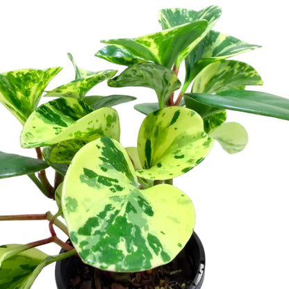 Healthy Peperomia Marble variegated houseplant growing in a 130mm pot.