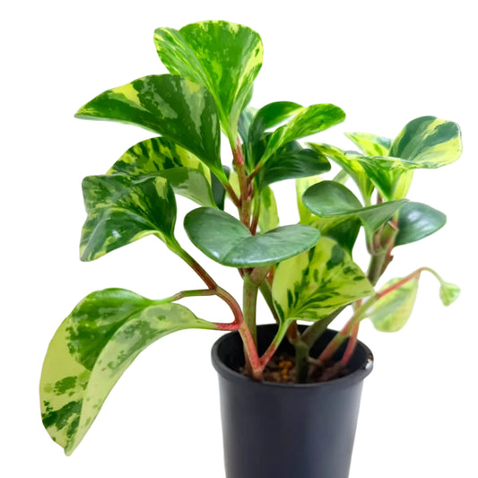 Peperomia obtusifolia Marble indoor plant with glossy green and cream variegated leaves in a 130mm nursery pot.