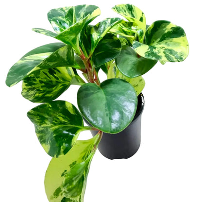 Compact Peperomia obtusifolia Marble with beautiful cream and green foliage.