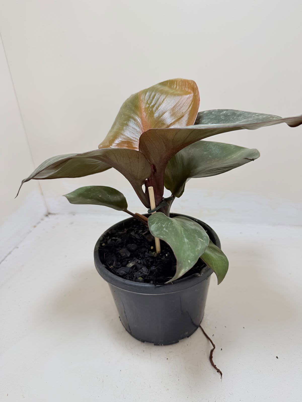 Philodendron Red Heart - 150mm pot size Succulents World