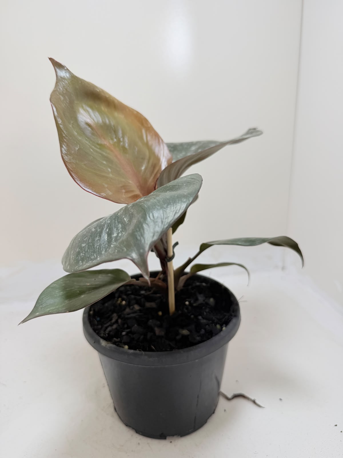Philodendron Red Heart - 150mm pot size Succulents World