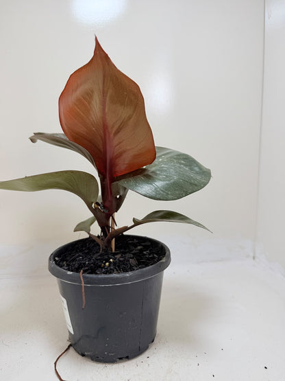 Philodendron Red Heart - 150mm pot size Succulents World