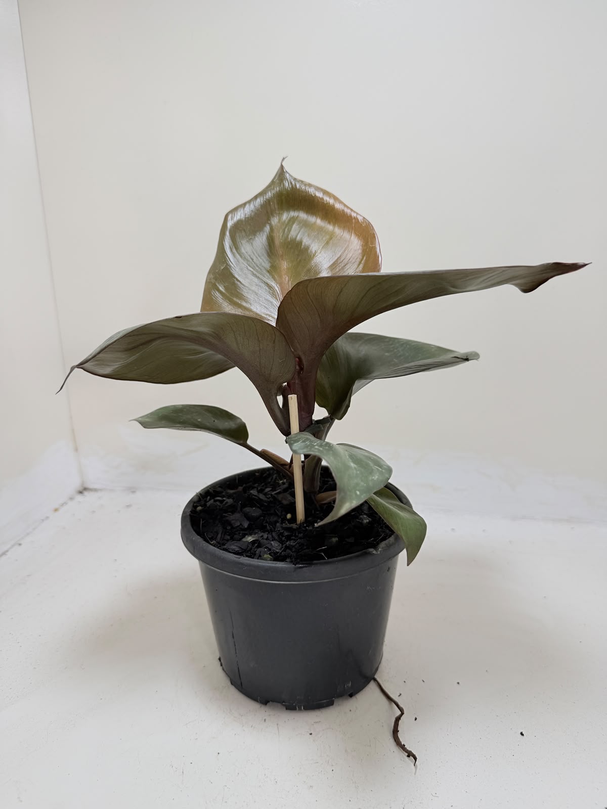 Philodendron Red Heart - 150mm pot size Succulents World