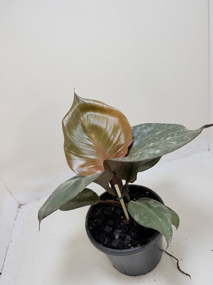Philodendron Red Heart - 150mm pot size Succulents World