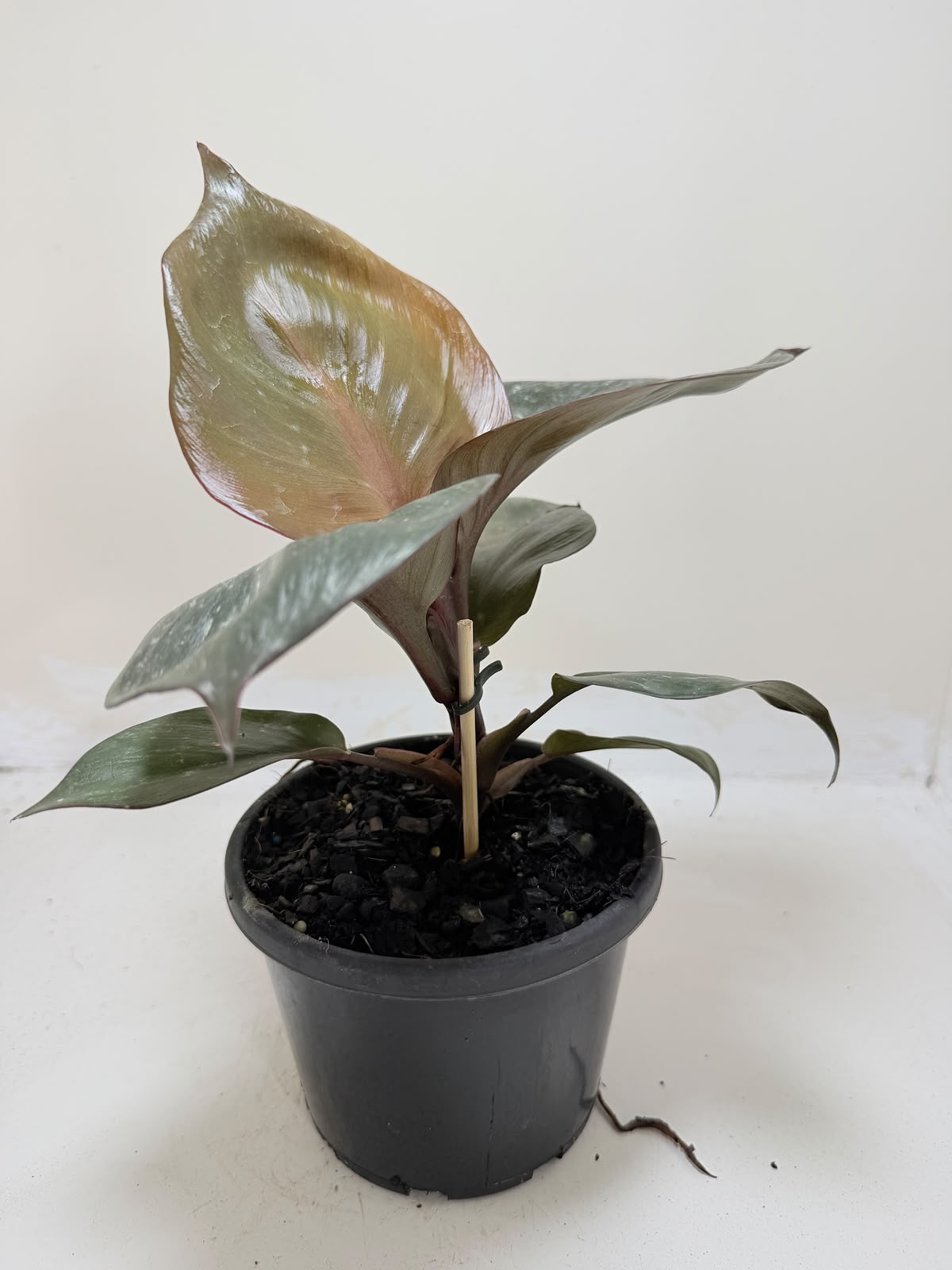 Philodendron Red Heart - 150mm pot size Succulents World