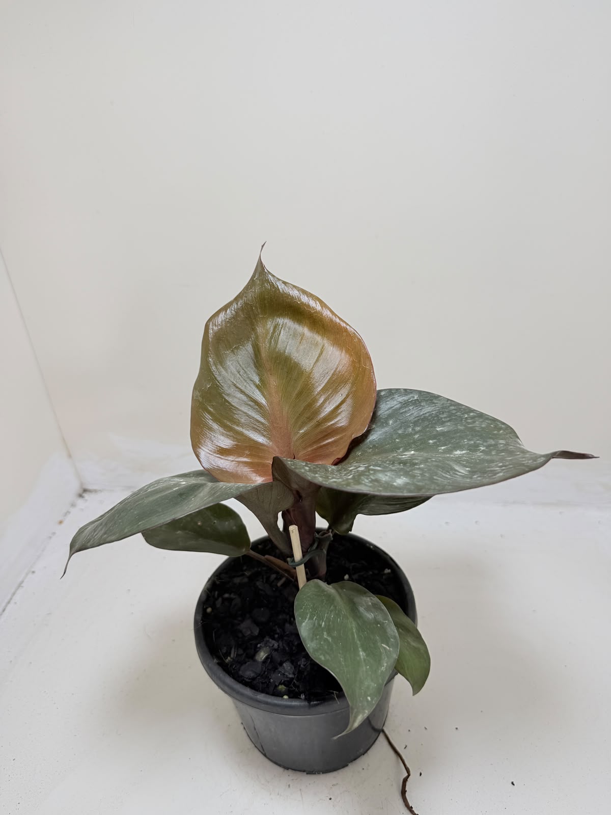 Philodendron Red Heart - 150mm pot size Succulents World