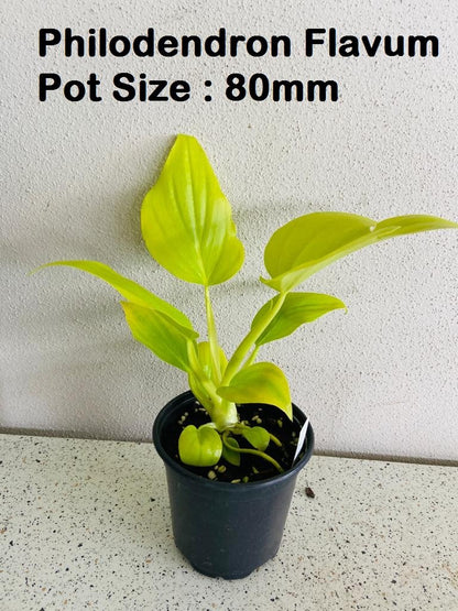 Indoor Plant Buster Pack
