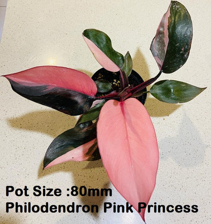 Indoor Plant Buster Pack