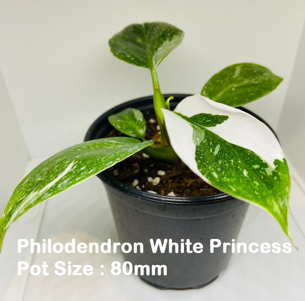 Indoor Plant Buster Pack