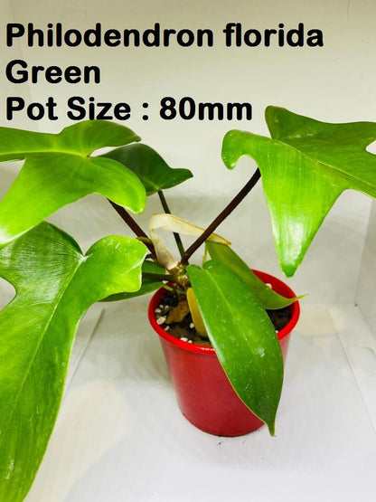 Indoor Plant Buster Pack