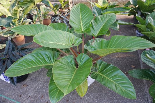 Philodendron Imperial Green