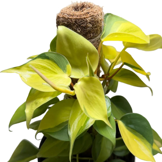 Close-up of Philodendron Brasil featuring cascading vines with striking green and yellow variegation.