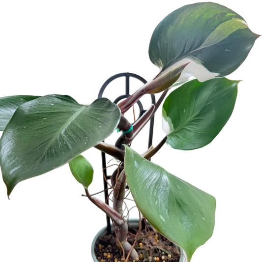 Philodendron White Knight with striking white variegated leaves in a 130mm pot.