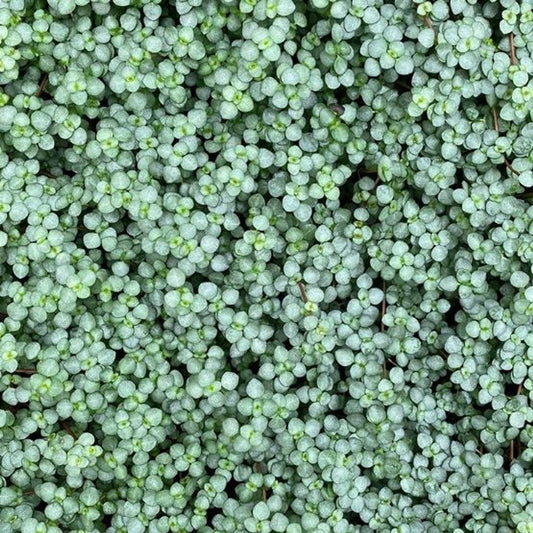 Pilea Silver Sprinkles