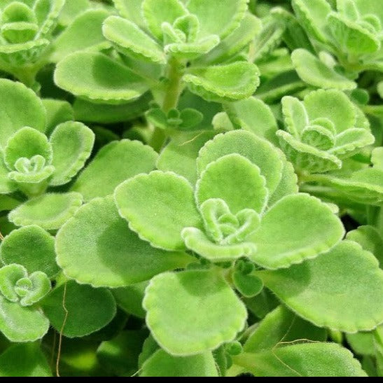 Plectranthus Caninus Compact-Tomentosa 'Vicks Plant'