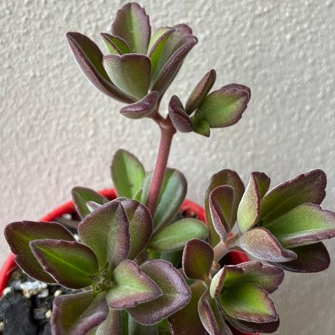 Plectranthus Caninus (Dogsbane)  100mm My Store