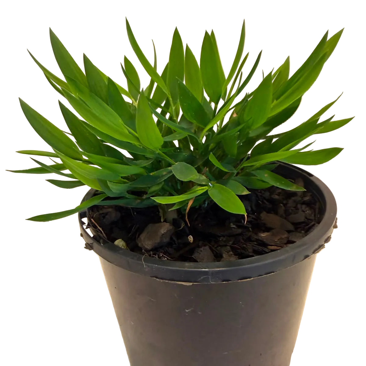 Compact Pogonatherum paniceum 'Ceylona' with soft green foliage.