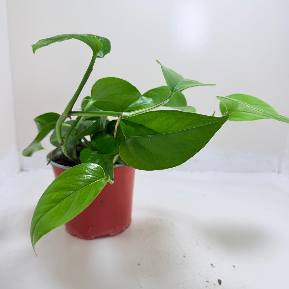 Pothos Jade displayed in a bright indoor environment.