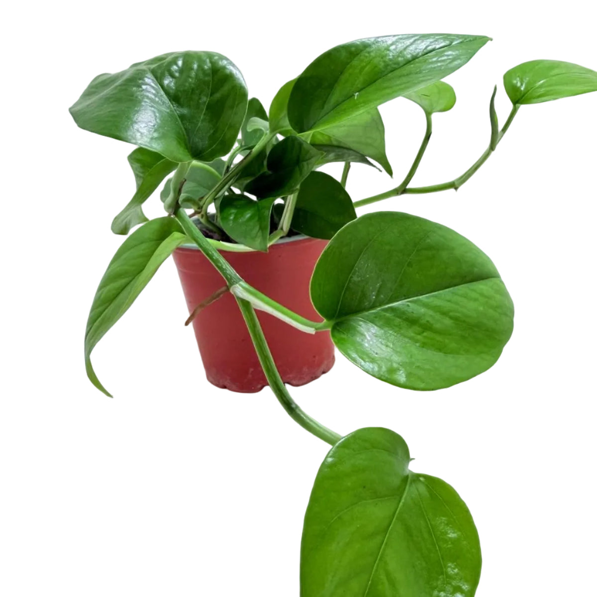 Healthy Pothos Jade indoor plant with glossy green leaves in a 100mm pot.