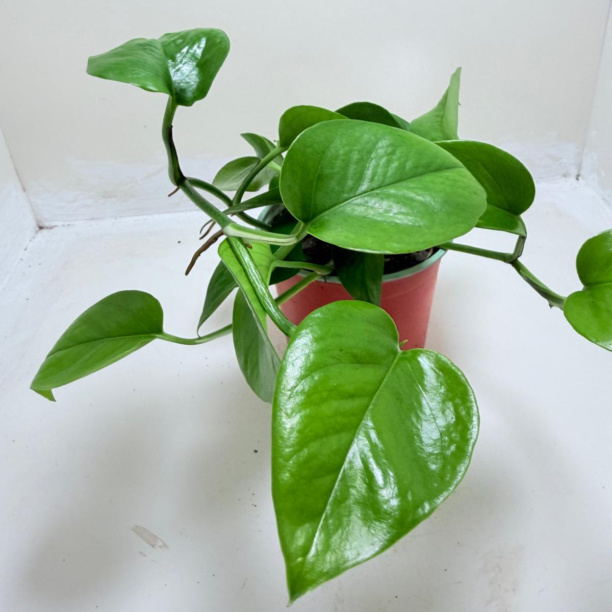 Pothos Jade climbing indoor plant with lush foliage.