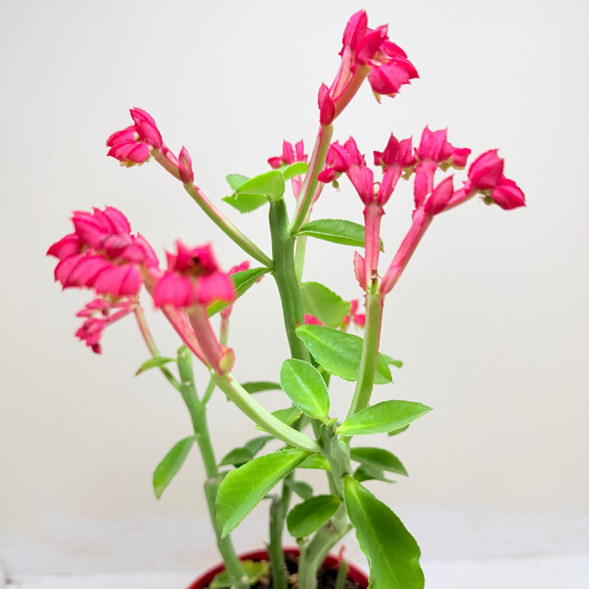 Rare African succulent with distinctive branching stems.
