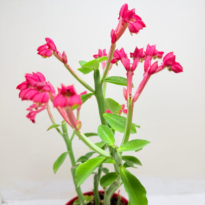 Rare African succulent with distinctive branching stems.