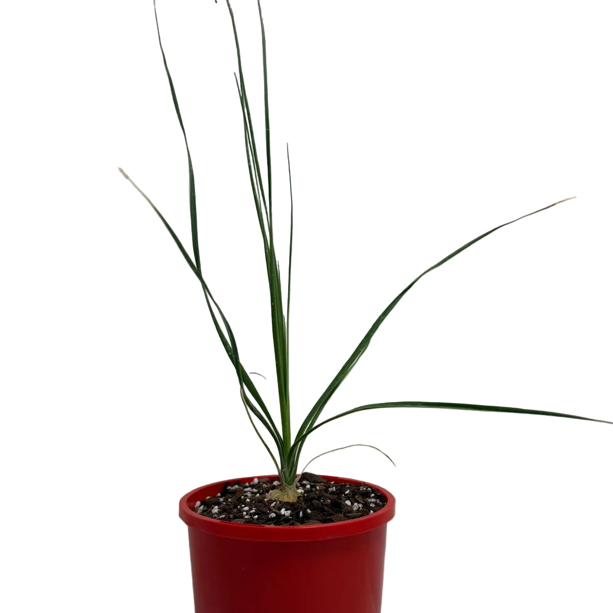 Live Beaucarnea gracilis caudex plant suitable for bright indoor spaces.