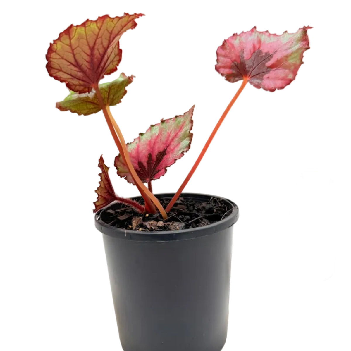 Healthy Begonia 'T-Rex Kotobuki' houseplant with dramatic ornamental foliage suitable for indoor growing