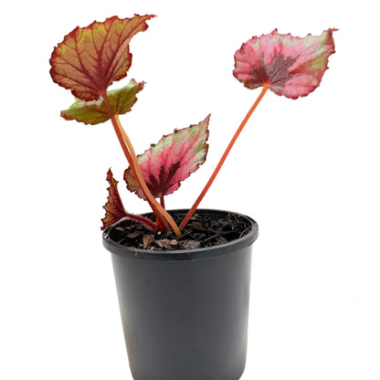 Healthy Begonia 'T-Rex Kotobuki' houseplant with dramatic ornamental foliage suitable for indoor growing