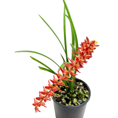 Rare Dendrochilum wenzelii 'Short Form Red' chain orchid growing in a compact clump with slender green foliage
