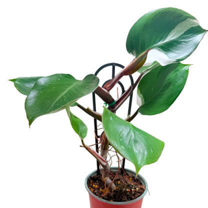 Rare Philodendron White Knight indoor plant with green and white foliage.