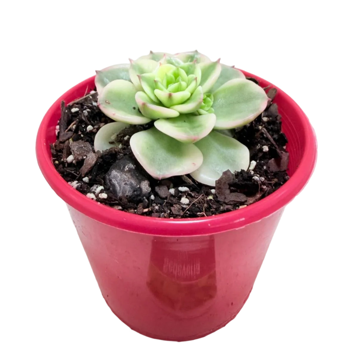 Rare variegated Sedeveria Rolly succulent for collectors.