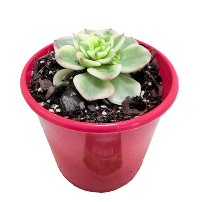 Rare variegated Sedeveria Rolly succulent for collectors.