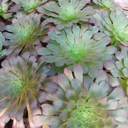 Healthy Semponium Sienna with compact architectural rosettes.