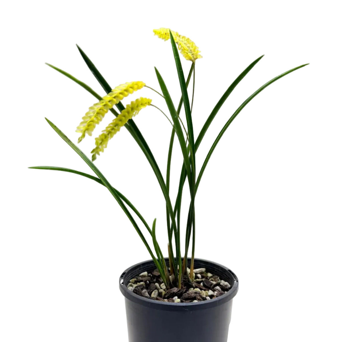 Close-up of Dendrochilum javierense 'Yellow' showing delicate yellow flowers arranged along pendant stems.