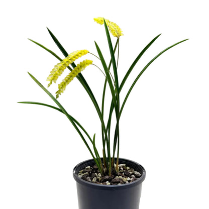 Close-up of Dendrochilum javierense 'Yellow' showing delicate yellow flowers arranged along pendant stems.