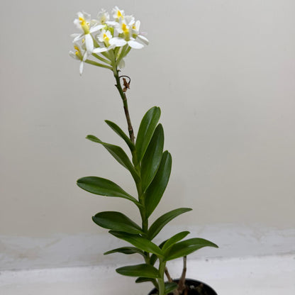 Flowering Epidendrum orchid perfect for collectors.