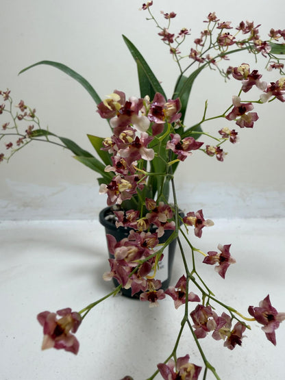 Healthy raspberry flowering orchid for Australian homes.