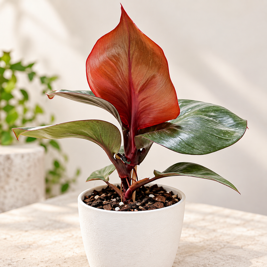 Philodendron Red Heart - 150mm pot size Succulents World